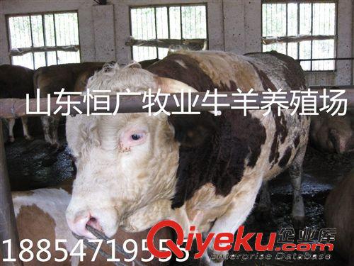杜泊綿羊場   哪里賣杜泊綿羊的最多