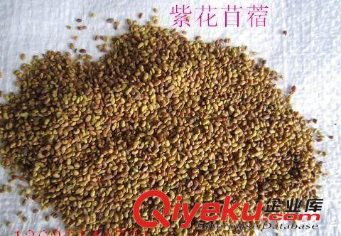 {zx1}肉牛養(yǎng)殖