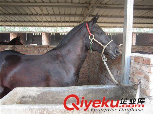 肉馬養(yǎng)殖場