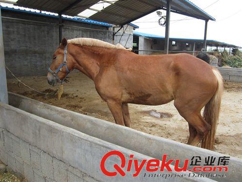 肉馬養(yǎng)殖場(chǎng)