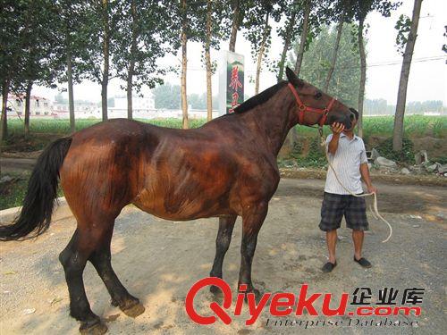 伊犁馬介紹