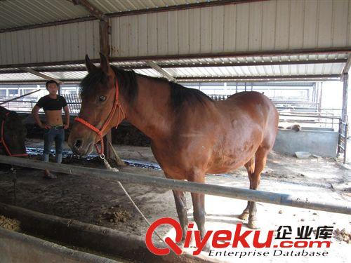 伊犁馬介紹