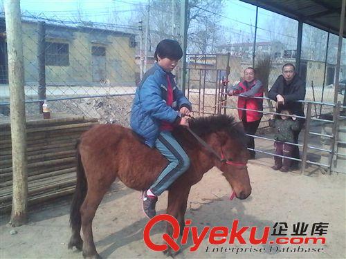 哪里有賣迷你馬的
