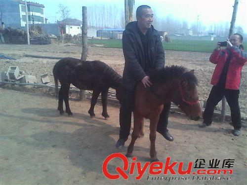 哪里有賣迷你馬的原始圖片2