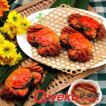 蟹類 陽澄湖大閘蟹