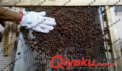 木珠原料 新籽 星月菩提子原料 星月菩提原籽 元寶籽 順白 高密菩提子
