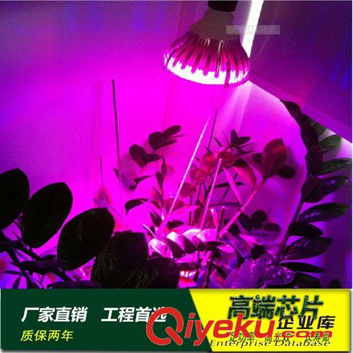 LED室內照明 COB豆膽燈20W 30Wled格柵豆膽燈  單頭 雙頭 三頭
