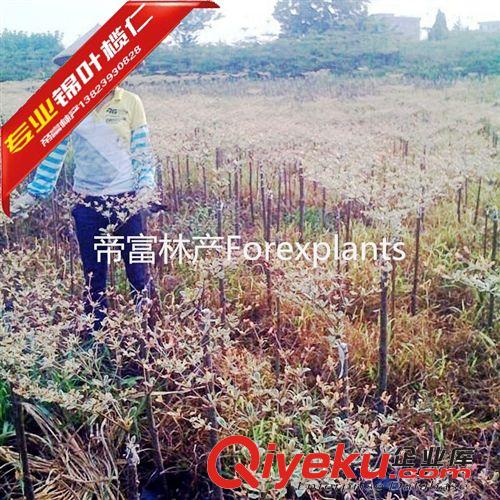 錦葉欖仁,花葉欖仁精品速生苗原始圖片3