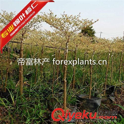 錦葉欖仁,花葉欖仁80-100公分帝富林產qw種苗