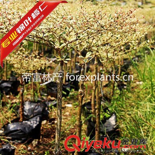 錦葉欖仁 花葉欖仁供應(yīng)低價速生小苗原始圖片2
