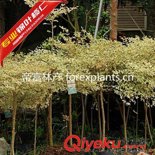 錦葉欖仁 花葉欖仁供應(yīng)低價速生小苗原始圖片3
