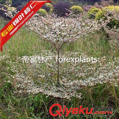 錦葉欖仁 花葉欖仁供應(yīng)低價速生小苗