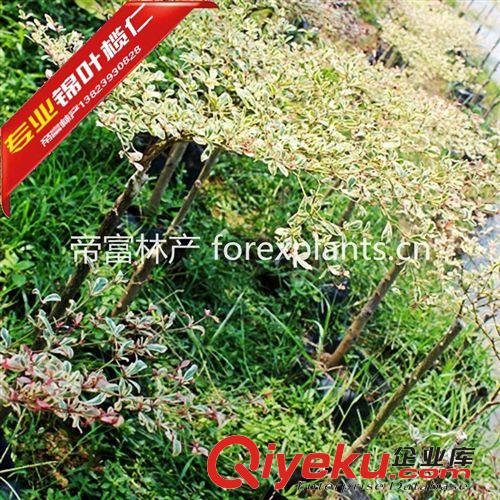 錦葉欖仁,花葉欖仁種苗農(nóng)戶價直發(fā)