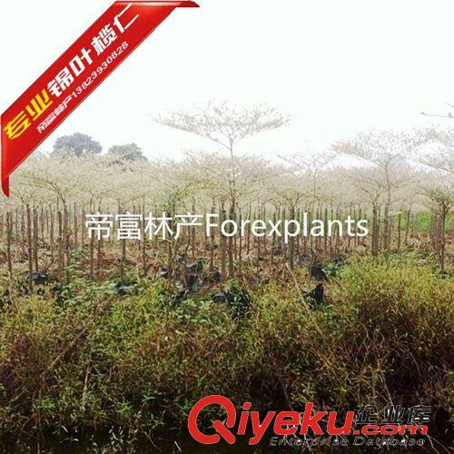 錦葉欖仁,花葉欖仁優(yōu)質(zhì)綠化苗