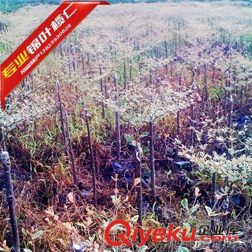 錦葉欖仁,花葉欖仁全規(guī)格直銷原始圖片2