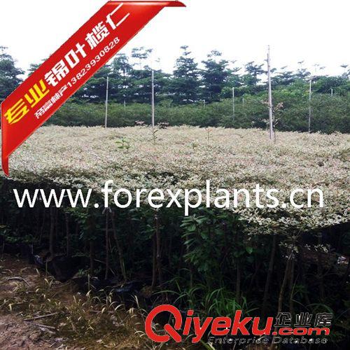 錦葉欖仁,花葉欖仁全規(guī)格直銷原始圖片3