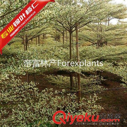 錦葉欖仁,花葉欖仁大量種苗批發