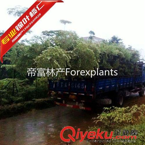 錦葉欖仁,花葉欖仁種苗,工程袋苗首家百萬級供應原始圖片3
