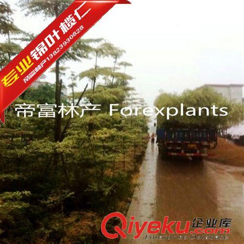 錦葉欖仁,花葉欖仁3-4分專業(yè)提供原始圖片3