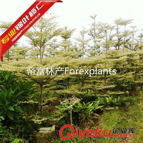 錦葉欖仁,花葉欖仁彩葉品牌精品苗現(xiàn)貨直發(fā)原始圖片2