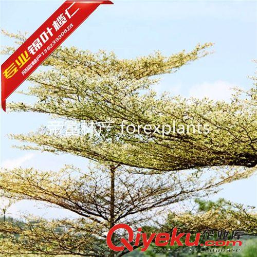 錦葉欖仁,花葉欖仁彩葉大喬木50公分至20分農(nóng)戶價格企業(yè)信譽(yù)