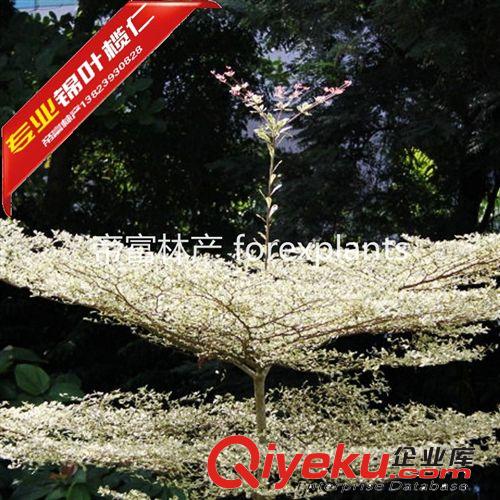 錦葉欖仁,花葉欖仁彩葉大喬木50公分至20分農(nóng)戶價格企業(yè)信譽(yù)