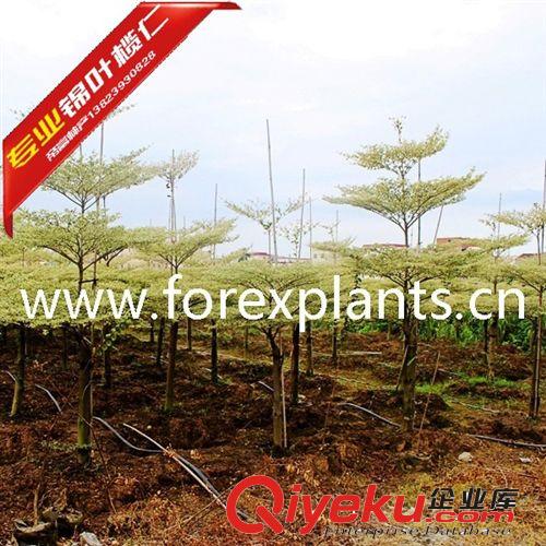 南方樹后錦葉欖仁,細葉欖仁,法國枇杷園林景觀工程綠化大喬木