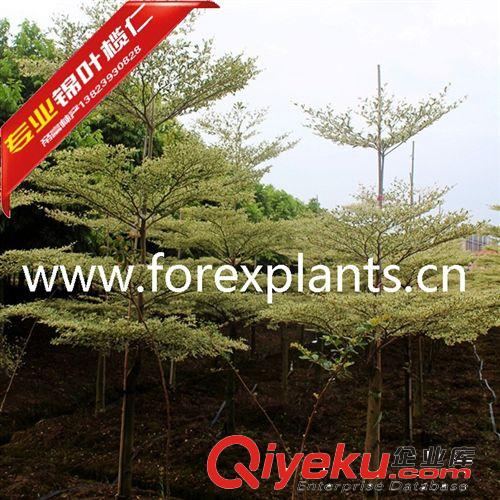 南方樹后錦葉欖仁,細葉欖仁,法國枇杷園林景觀工程綠化大喬木