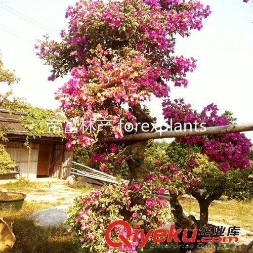 灌木多色勒杜鵑 三角梅花卉盆栽植物