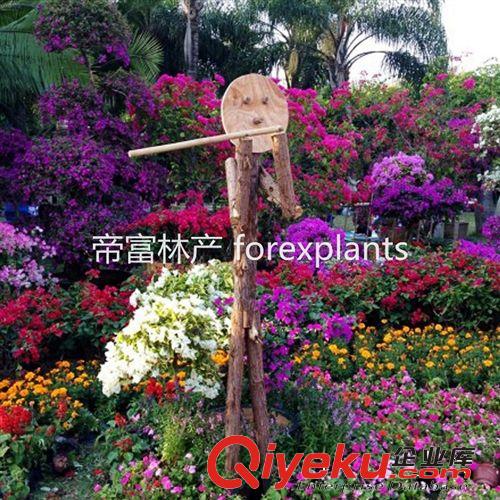 現貨即發多色勒杜鵑 三角梅 葉子花綠化盆栽植物原始圖片3