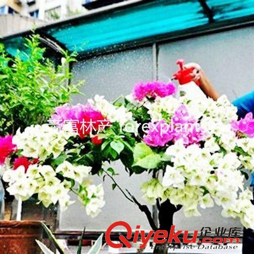 灌木多色勒杜鵑 三角梅花卉盆栽植物
