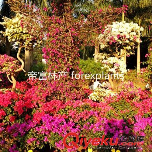 灌木多色勒杜鵑 三角梅花卉盆栽植物原始圖片3