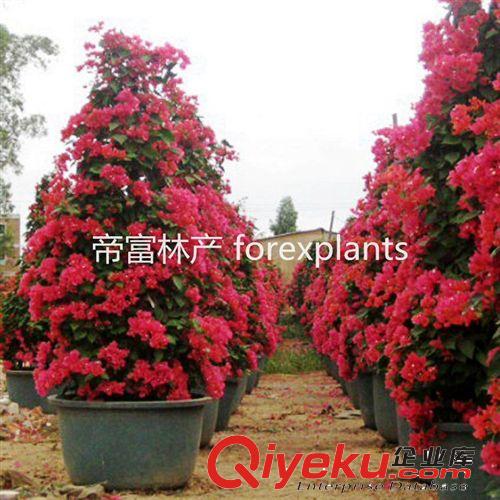灌木多色勒杜鵑 三角梅花卉盆栽植物