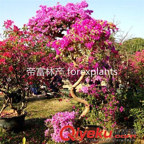 供應大型造型多色勒杜鵑 三角梅 葉子花綠化苗木