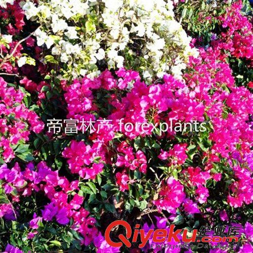 多色勒杜鵑,三角梅,葉子花工程用苗