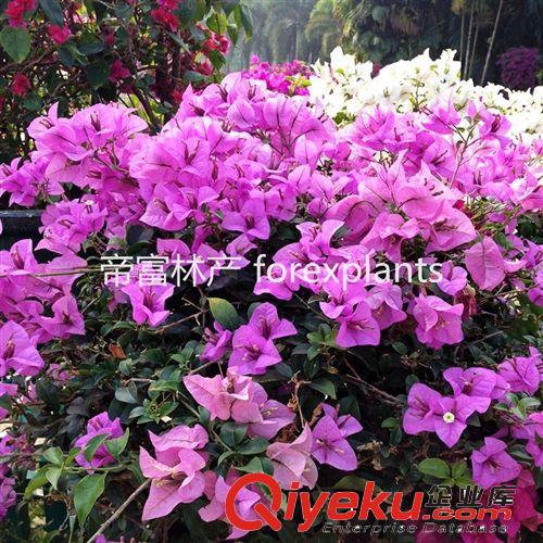 多色勒杜鵑,三角梅,葉子花工程用苗