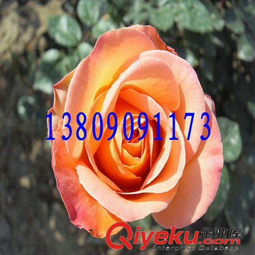 出售優(yōu)質(zhì)大花月季預(yù)定優(yōu)惠，量大更優(yōu)！