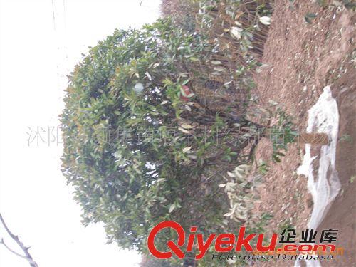 出售優(yōu)質(zhì)德國(guó)鳶尾，預(yù)定優(yōu)惠，量大更優(yōu)！