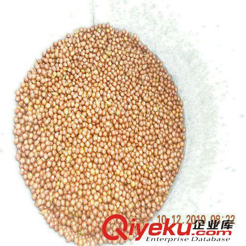 出售優質草種夏威夷草，預定優惠，量大更優！