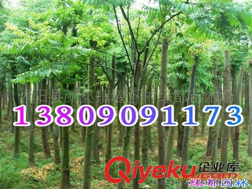出售優質黃帽月季，預定優惠，量大更優！原始圖片2
