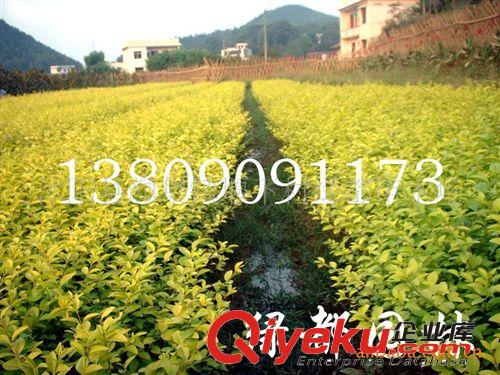 出售優質黃帽月季，預定優惠，量大更優！原始圖片3