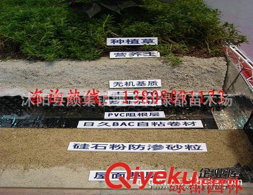 供應屋頂綠化隔熱防寒專用--佛甲草（圖）原始圖片2