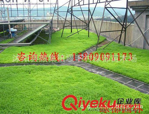 供應屋頂夏日遮陽專用--佛甲草（圖）