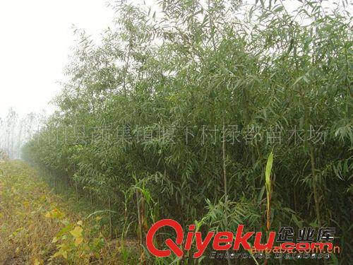 供應(yīng)優(yōu)質(zhì)美國竹柳（插條）（圖）