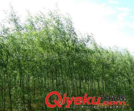 供應(yīng)優(yōu)質(zhì)美國竹柳（插條）（圖）