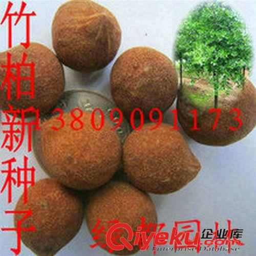 2014批發(fā)優(yōu)質(zhì)紫丁香種子，發(fā)芽率高。