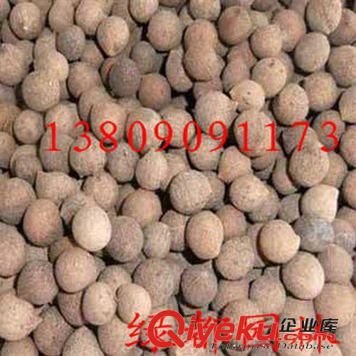 2014批發優質竹柏大葉種子，發芽率高。