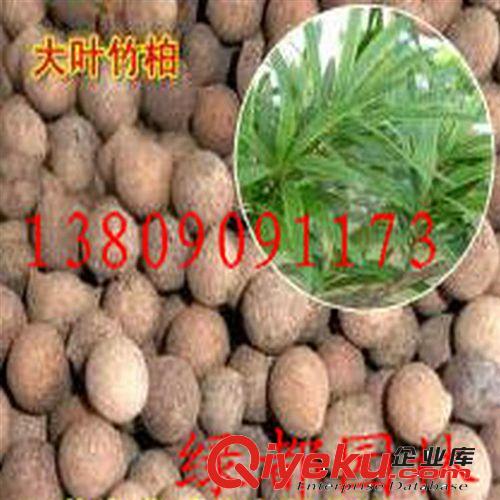 2014批發優質竹柏大葉種子，發芽率高。