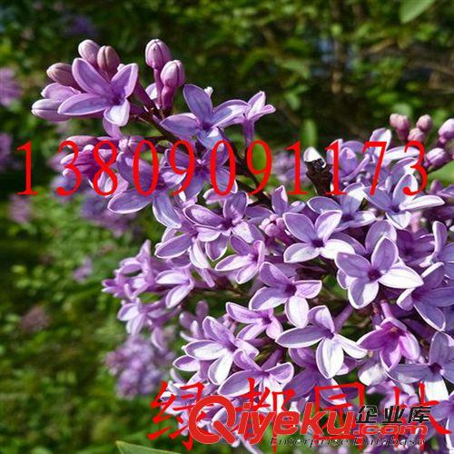 2014批發(fā)優(yōu)質(zhì)紫丁香種子，發(fā)芽率高。原始圖片2