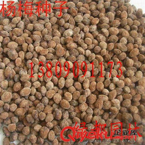 2014批發(fā)優(yōu)質楊梅種子，發(fā)芽率高。